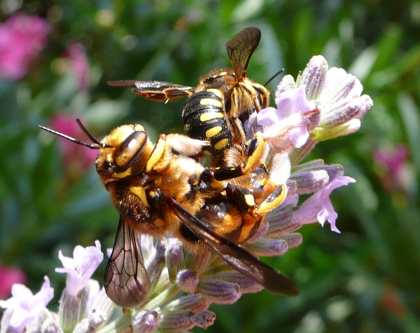 Accoppiamento di Anthidium cfr. florentinum (Apidae Megachilinae)